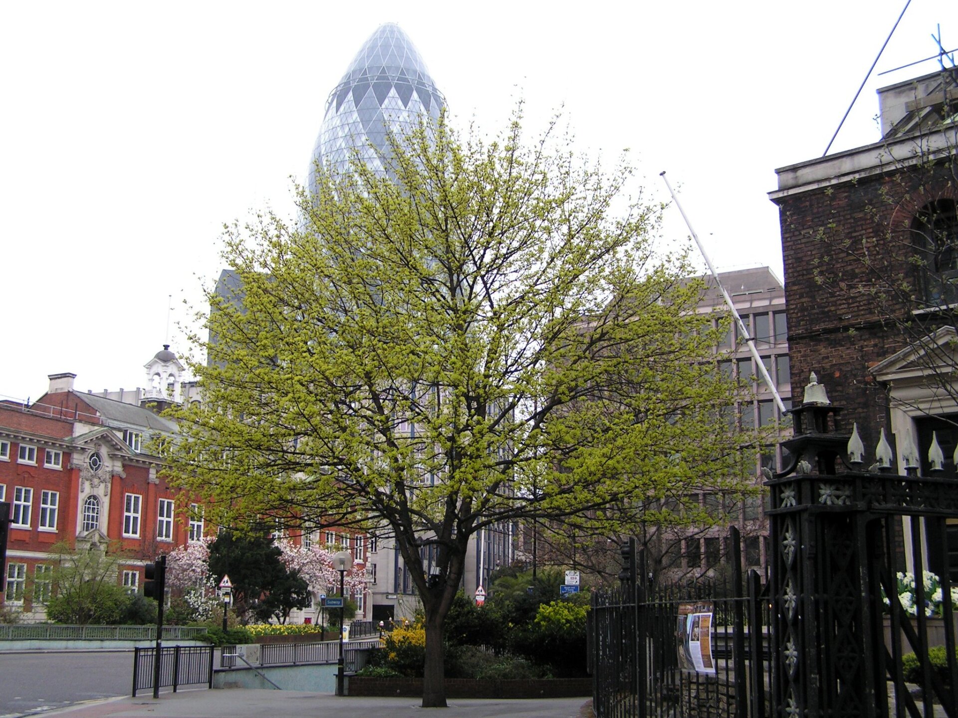 A tree with fresh green leaves on a London street, with the top of the Gherkin visible in the background.