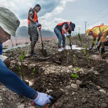 Kadir van Lohuizen / NOOR Jamaica, rising seas, adaptation Mangroves from the nursery at the University of the West Indies at Port Royal are being planted at the bay opposite Kingston.