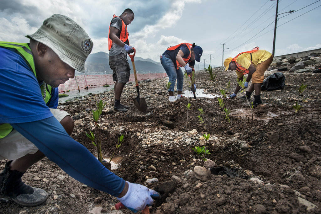 Kadir van Lohuizen / NOOR Jamaica, rising seas, adaptation Mangroves from the nursery at the University of the West Indies at Port Royal are being planted at the bay opposite Kingston.