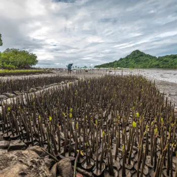 Hundreds of mangrove seedlings are growing in the small bay of an island south of Fiji's main island, Viti Levu.