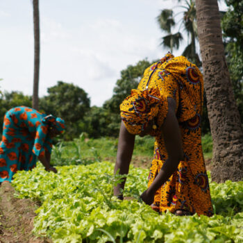 Two Farmers Weeding A Salad Garden In A West African Rural Community