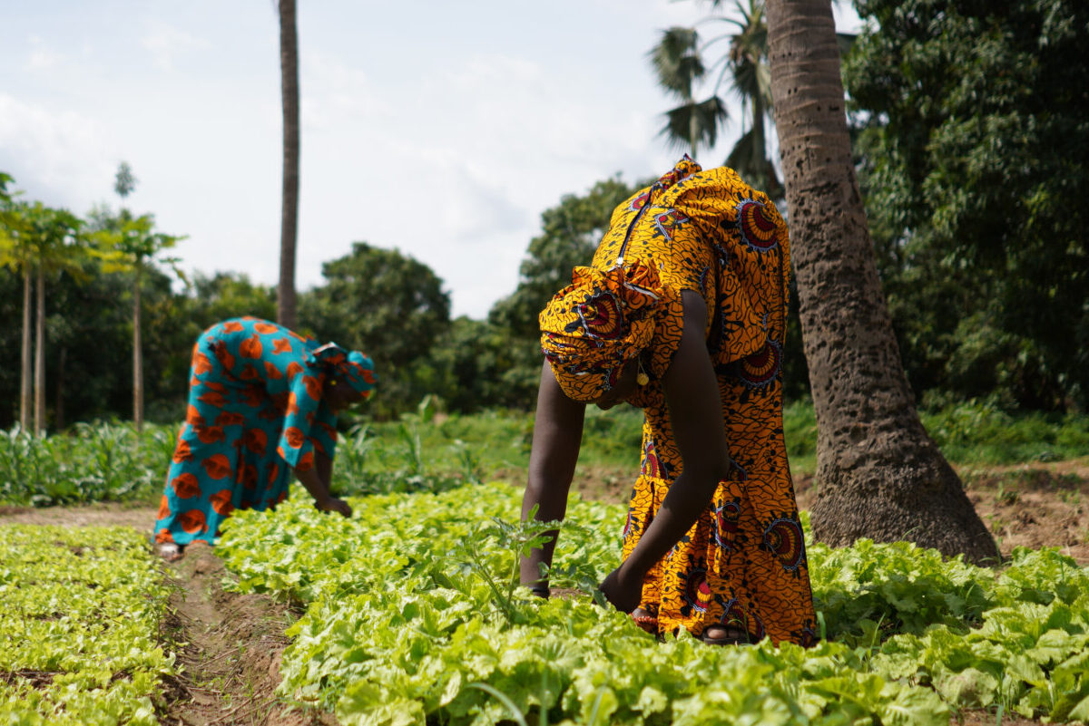 Two Farmers Weeding A Salad Garden In A West African Rural Community