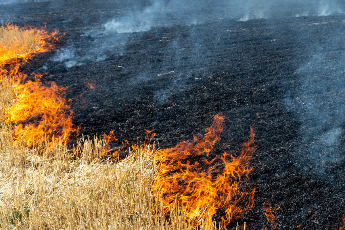 Wildfire on wheat field stubble after harvesting near forest as an example of an extreme climate risk.