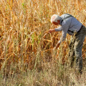 The old experienced farmer looks worriedly at his dried corn field. Due to climate change, it has not rained enough again in Germany and the soil has dried up.