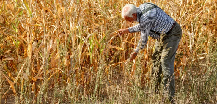 The old experienced farmer looks worriedly at his dried corn field. Due to climate change, it has not rained enough again in Germany and the soil has dried up.