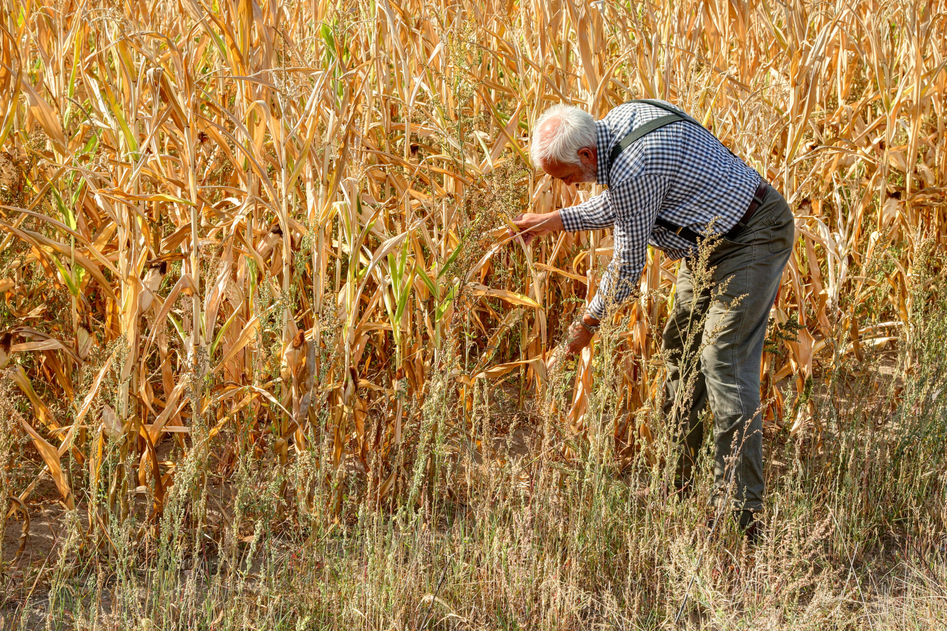 The old experienced farmer looks worriedly at his dried corn field. Due to climate change, it has not rained enough again in Germany and the soil has dried up.
