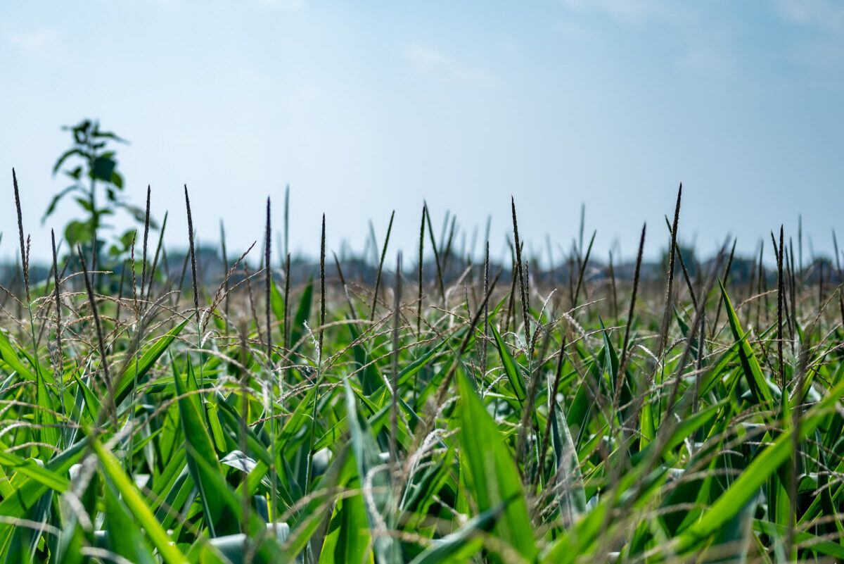 herbicide resistant weeds against the skyline above a field of tasseled corn