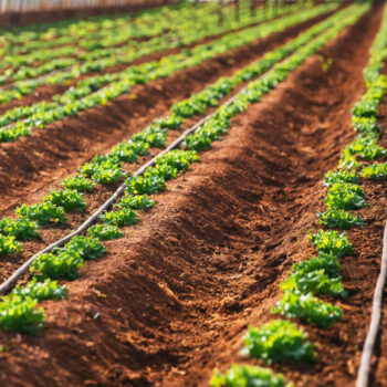 Banner agriculture farm. Green lettuce sprouts in greenhouse, irrigation hoses between rows of beds