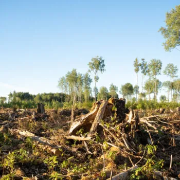 A summery mixed boreal forest after clear-cut in Estonia, Northe