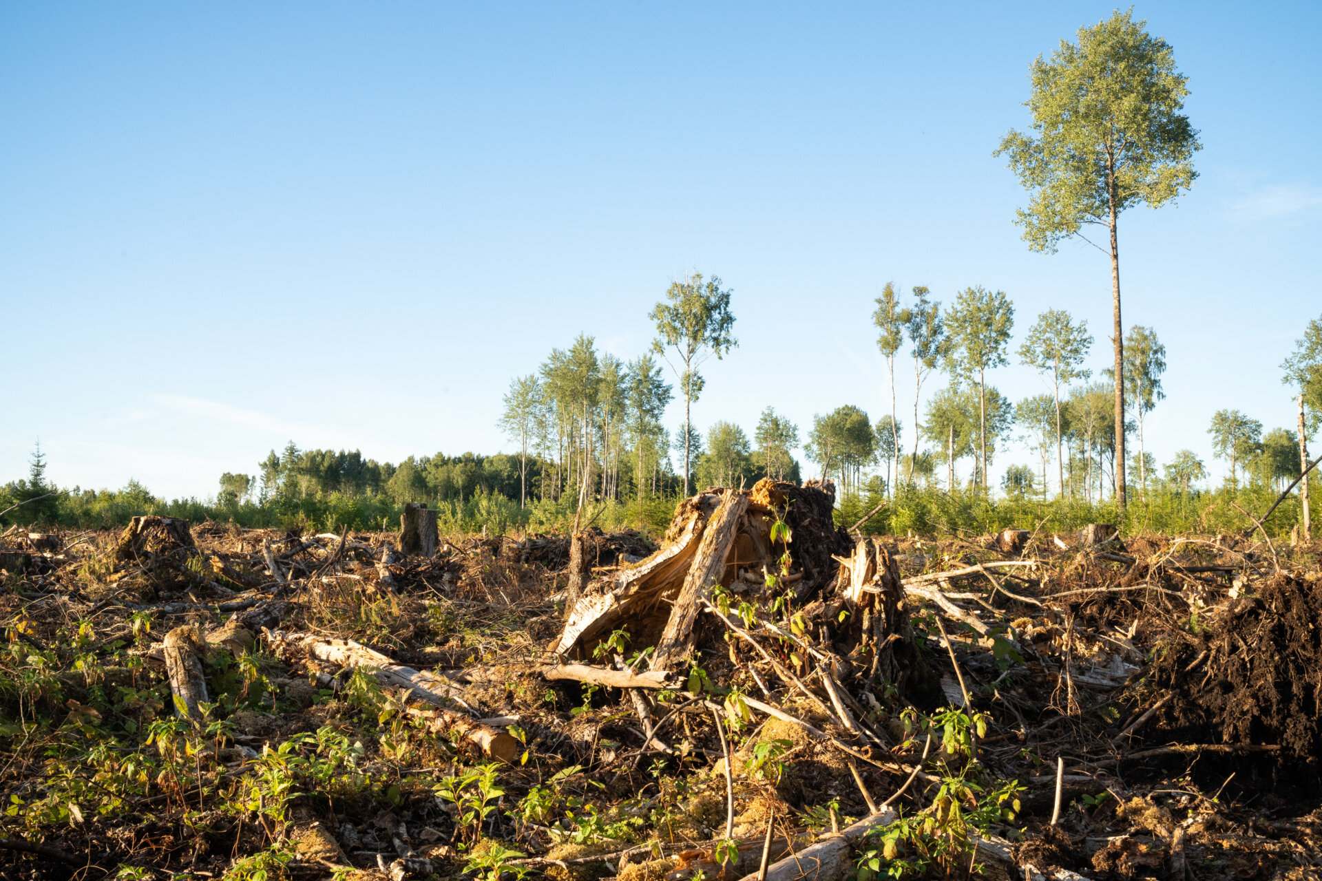 A summery mixed boreal forest after clear-cut in Estonia, Northe