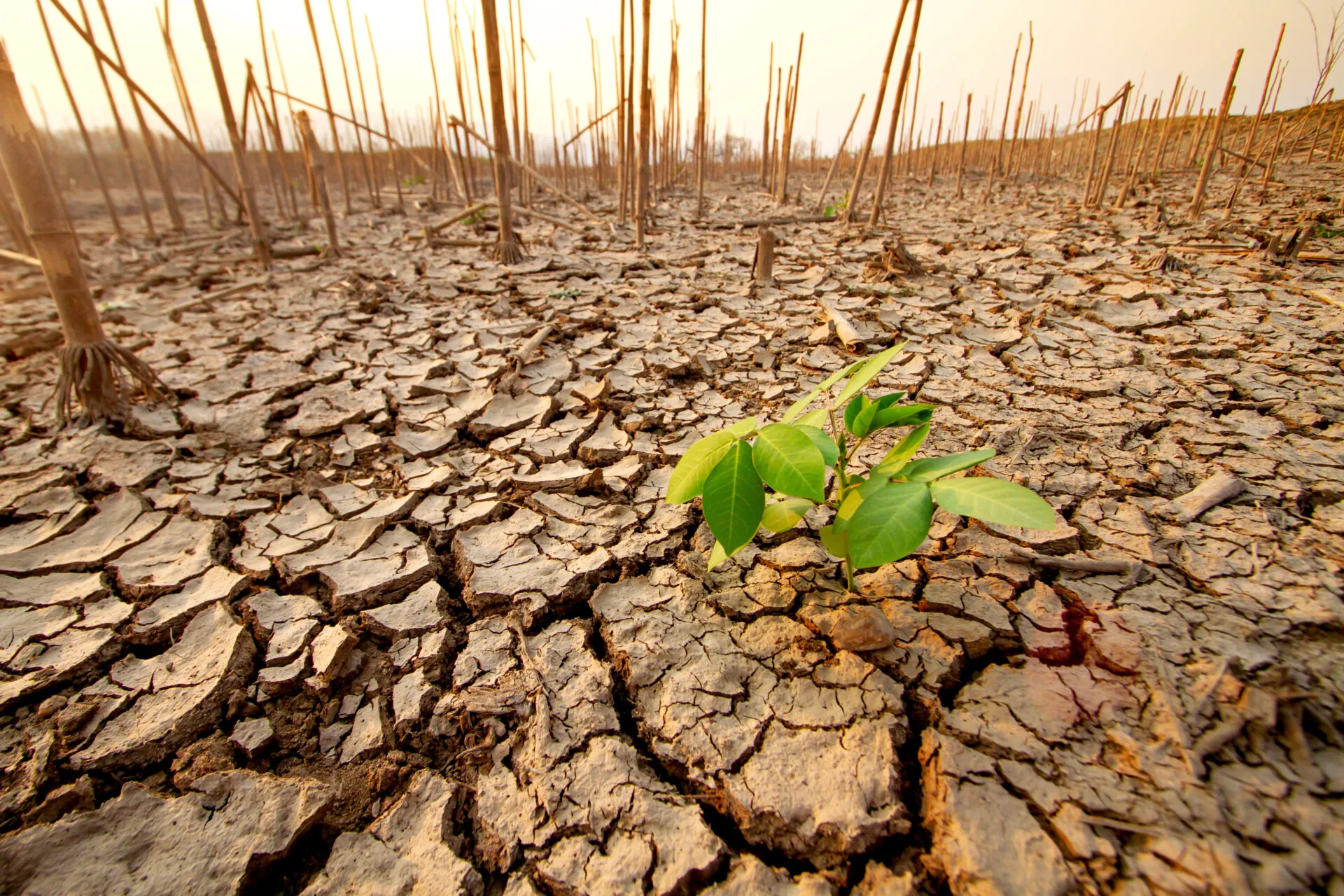 lone green plant thrives amidst cracked, dry earth, symbolizing nature’s resilience and the fight against climate change, showcasing life’s ability to recover and flourish without human intervention.