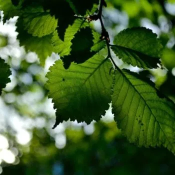 Birch-leaves-in-the-sunshine-in-a-forest.-Photo-chris-flexen-dtYLI0JLkUk-unsplash