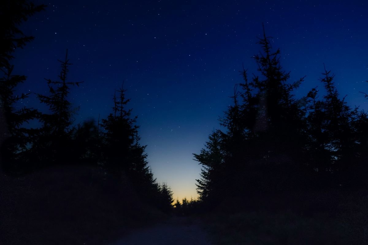Dark trees against a night sky with some stars appearing. Photo by M Wrona on Unsplash.