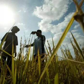 Mozambique farmer Miguel Francisco Gonca talks to agriculture supervisor Sebastian Ferro about his rice plot that is almost ready to harvest. Photo by Jeffrey Barbee via CIFF Action on Flickr.