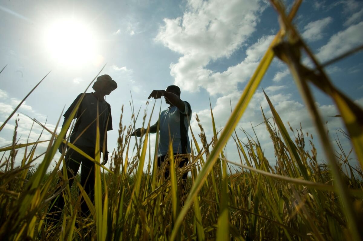 Mozambique farmer Miguel Francisco Gonca talks to agriculture supervisor Sebastian Ferro about his rice plot that is almost ready to harvest. Photo by Jeffrey Barbee via CIFF Action on Flickr.