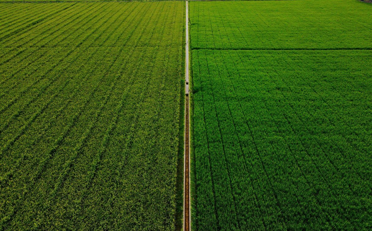 Monoculture fields in Bangladesh