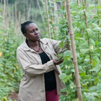 Resilient crops in Uganda