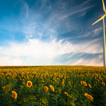 The image shows a sunflower field with a windmill.