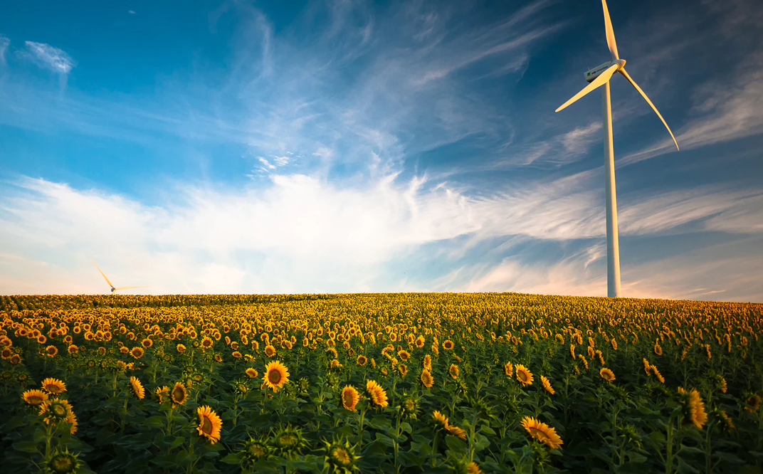 The image shows a sunflower field with a windmill.