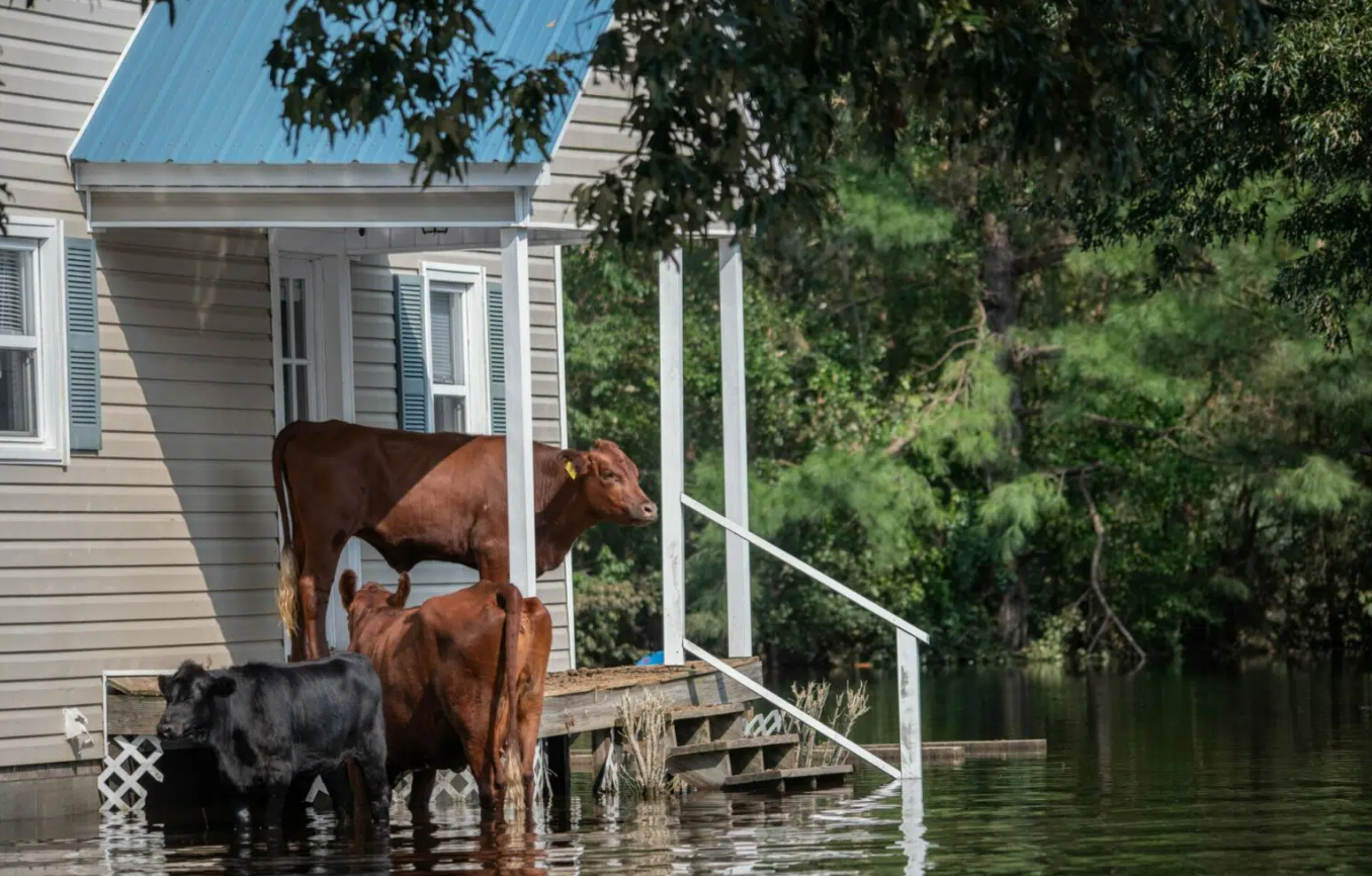 Three cows take refuge from Hurricane Florence floodwaters on a porch in North Carolina, USA. Photo by Jo-Anne McArthur on Unsplash