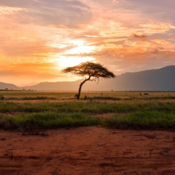 Tsavo East National Park Kenya, a tree at sunset