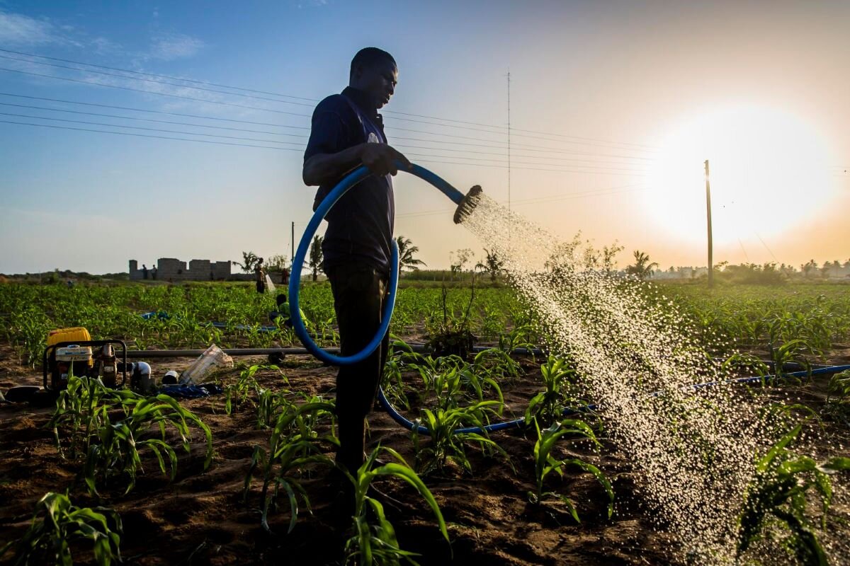 Farmer watering his crops on a farm in Ghana.