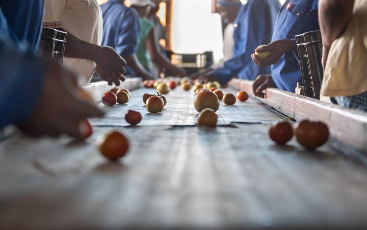 Workers processing farm produce on a conveyer belt.