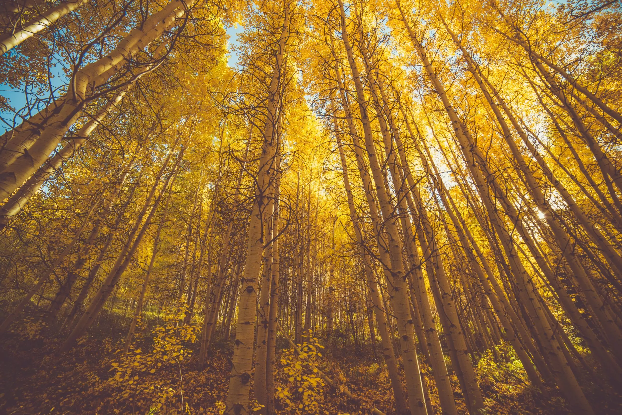 Birch Forest