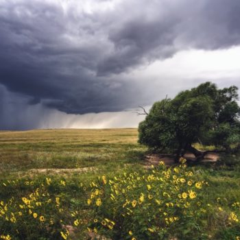 Strong winds strain a lone tree on the plains as a large storm approaches.