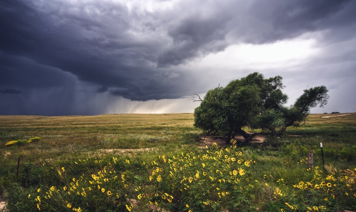 Strong winds strain a lone tree on the plains as a large storm approaches.
