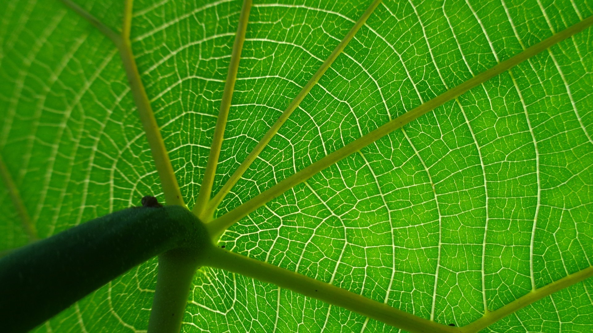 circulation-systems-of-nature