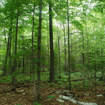 forest landscape