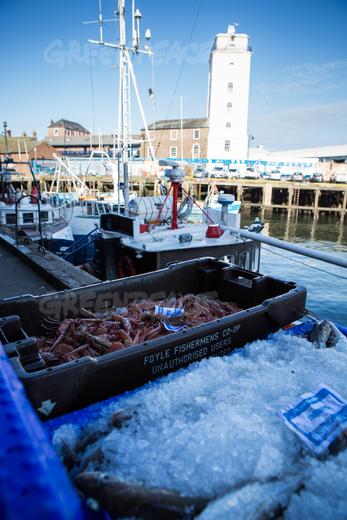 Fishing boats in North Shields Fish Quay.04/16/2015 © Will Rose / Greenpeace