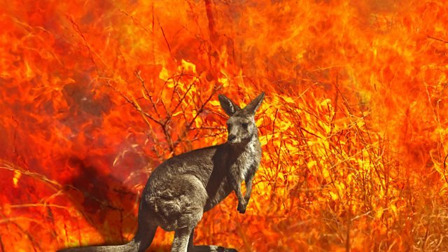 A kangaroo stands in front of a wildfire in Australia. Courtesy The Briefing Room on BBC Radio 4