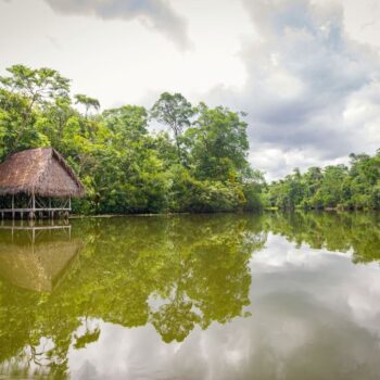 River Amazon Rainforest Trees