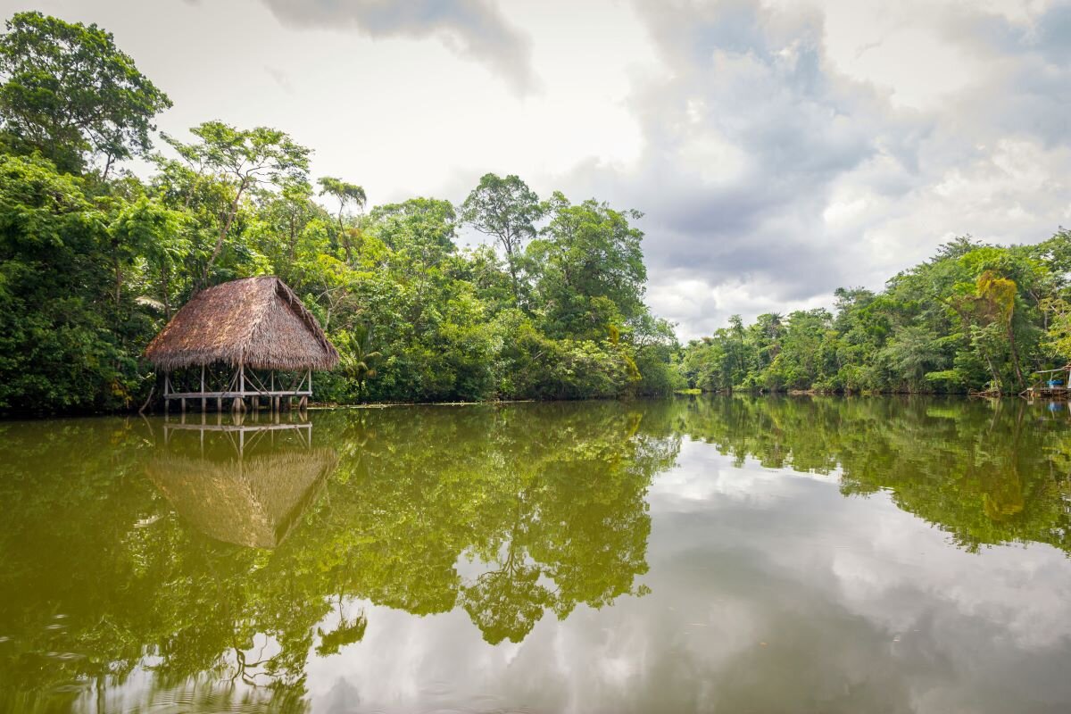 River Amazon Rainforest Trees